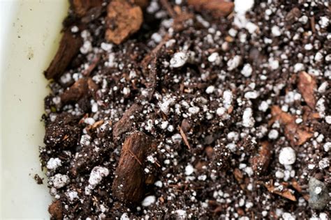 christmas cactus soil mix recipe|Best Potting Mix for a Christmas Cactus .